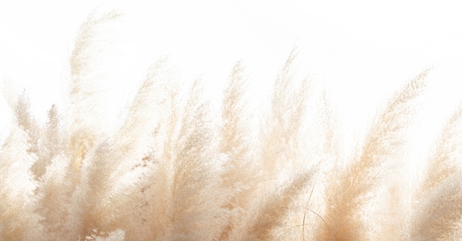 From Wander to Wonder: A Therapist’s Perspective on Healing Through Curiosity